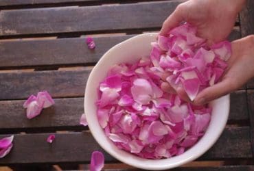 Utilisation de l'eau de rose pour la beauté de la peau