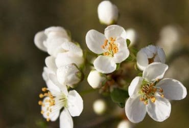 Bienfaits et utilisations de l'eau de fleur d'oranger