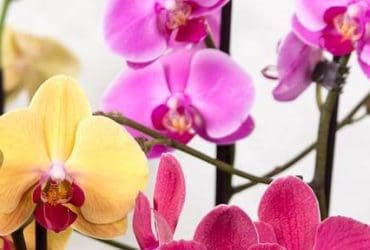 Règles d’or pour prendre soin d'une orchidée