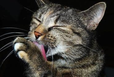 Remède naturel contre les puces et les tiques pour chat