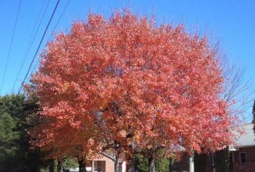 Un arbre vous garanti bien-être et économie d'énergie en hiver et en été