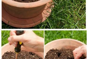 Pourquoi faut-il planter un œuf cru dans vos pots de fleurs