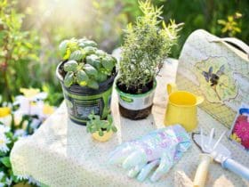 Quelles fleurs planter au mois de Juin