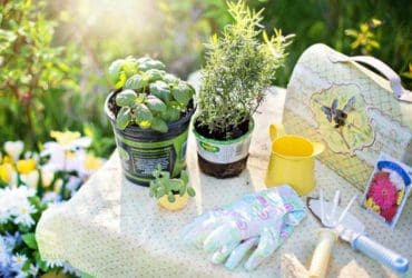 Quelles fleurs planter au mois de Juin