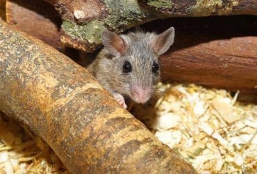 Super piège à souris sans danger pour vos animaux domestiques et sans tuer les souris