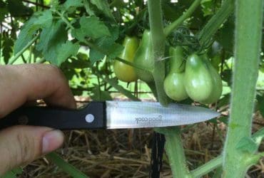 Astuce naturelle pour augmenter votre récolte de tomates