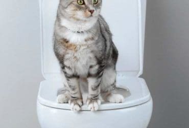 Apprendre à un chat à aller aux toilettes