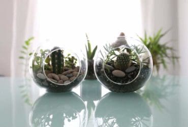 Comment faire un terrarium