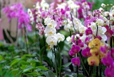 Comment planter et entretenir des orchidées à l'extérieur