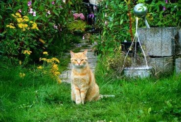 Comment éloigner les chats de votre potager