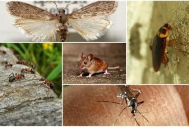 Traitements naturels pour lutter efficacement contre les insectes et les animaux nuisibles à la maison