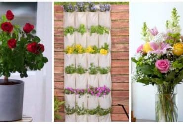 Astuces pour faire pousser et entretenir vos plantes sans trop d'efforts