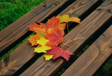 Comment conserver les feuilles d'automne