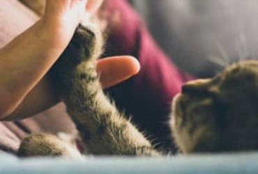 5 signes qui prouvent que votre chat vous aime