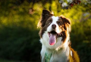 Remèdes naturels pour enlever la mauvaise haleine de votre chien