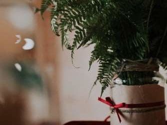 Noël : Idées de Cadeaux Parfaits pour les Amateurs de Plantes