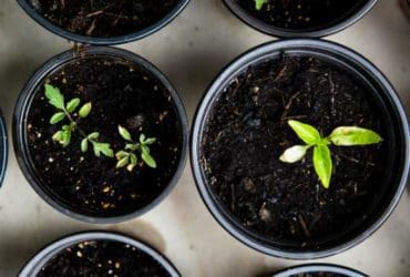 Légumes les plus faciles à cultiver en pot pour débutants