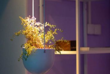 Jardin d'intérieur : cultiver un potager d'appartement