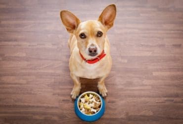 5 astuces pour faire manger des croquettes à son chien