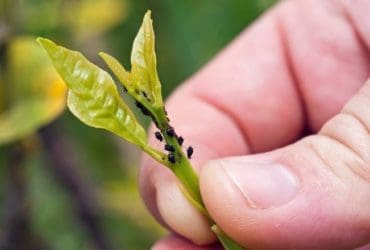 Comment lutter naturellement contre les pucerons dans son jardin ?