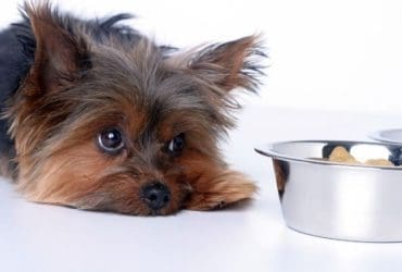 Les 6 aliments les plus toxiques pour le chien