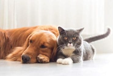 Renforcer le système immunitaire de votre chien et chat