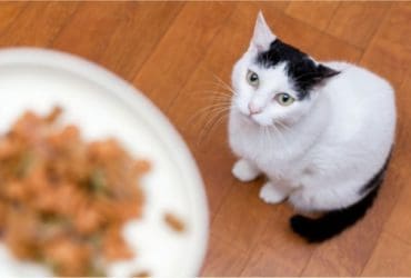 Comment bien nourrir son chat ? Nos conseils