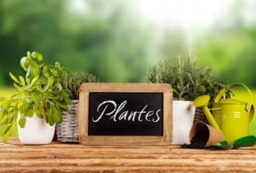 Cuisine : les plantes aromatiques à avoir à portée de main