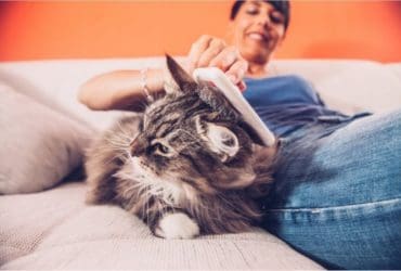 Comment retirer les poils de chat sur les vêtements et les canapés