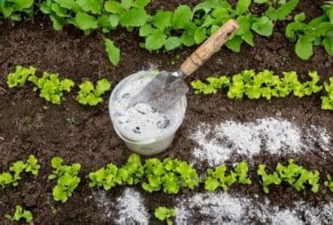 5 astuces pour utiliser la cendre de bois au jardin