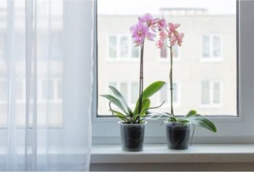 9 plantes qui absorbent l'humidité dans la maison