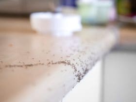 Comment éloigner les fourmis de la maison sans les tuer