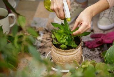 L'insecticide naturel que chaque jardinier devrait avoir