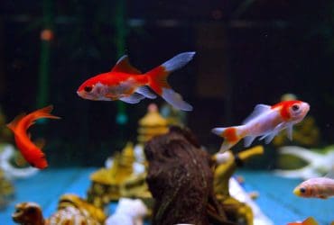 Poissons d'aquarium pour débutant