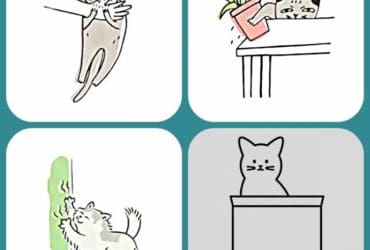 9 mauvaises habitudes de chats adoptées par les humains