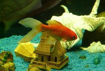 Choisir et entretenir le filtre d'un aquarium