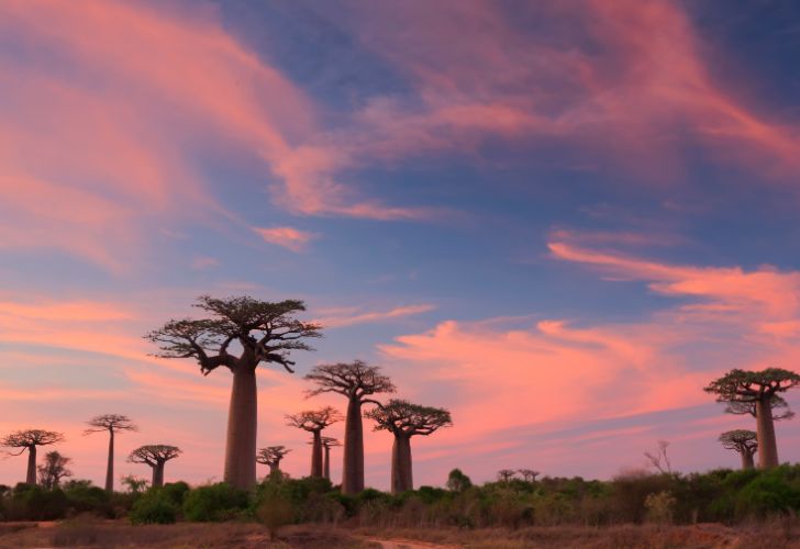 Les terres sauvages de Madagascar