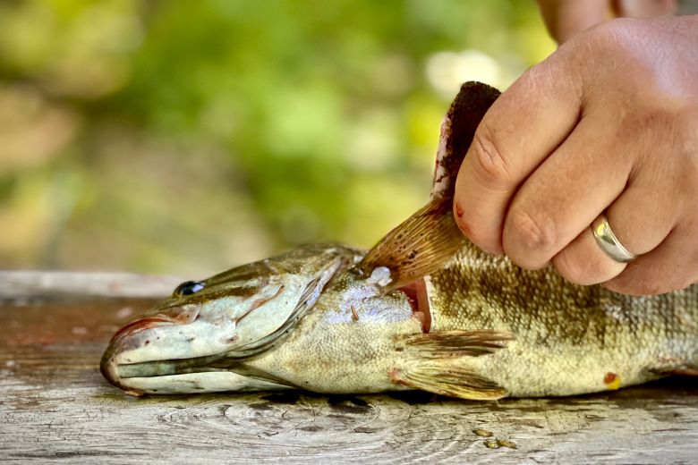 Nettoyer un poisson